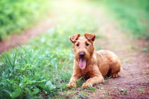 Irish Terrier liegt im Feldweg