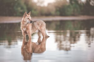 Kanaan Hund steht im Wasser