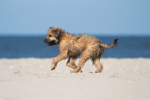 Katalanischer Schäferhund am Strand