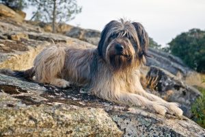 Katalanischer Schäferhund liegt auf einem Felsen