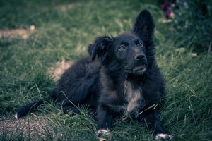Kroatischer Schäferhund liegt auf der Wiese