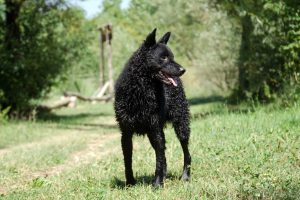 Kroatischer Schäferhund steht am Waldrand