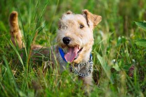 Lakeland Terrier liegt im Gras