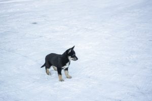Lappländischer Rentierhund Welpe im Schnee