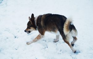 Lappländischer Rentierhund im Schnee