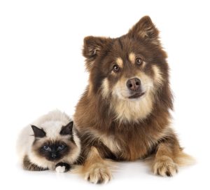 Lappländischer Rentierhund mit Katze