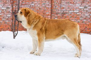 Mastin Espanol (Spanischer Mastiff) im Schnee