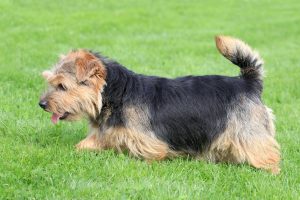 Norfolk Terrier Rüde