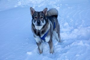 Norwegischer Elchhund (grau) im Schnee
