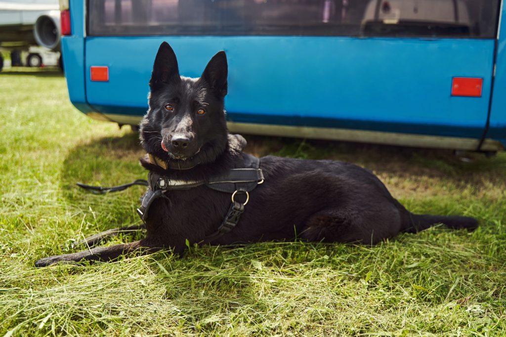 Norwegischer Elchhund (schwarz)