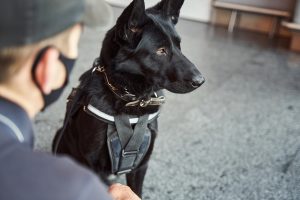 Norwegischer Elchhund (schwarz) bei der Arbeit