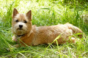 Norwich Terrier liegt im Gras