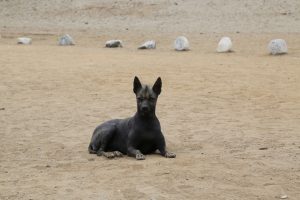 Peruanischer Nackthund liegt am Strand