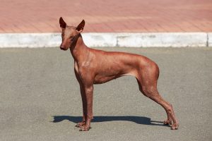 Peruanischer Nackthund steht auf der Straße