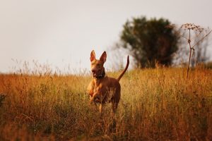 Pharaonenhund im hohen Gras