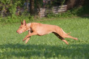 Pharaonenhund läuft im Garten