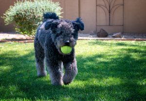 Pumi Junghund spielt mit einem Tennisball