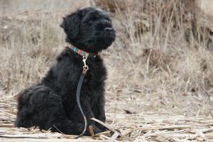 Russischer Schwarzer Terrier Welpe