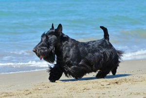 Scottish Terrier am Meer