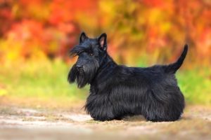 Scottish Terrier schwarz