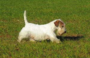 Sealyham Terrier auf der Wiese