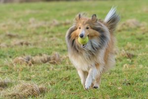 Shetland Sheepdog spielt mit Ball