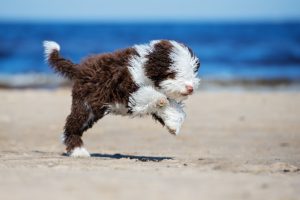 Spanischer Wasserhund am Strand