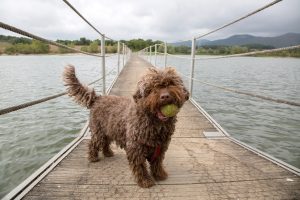 Spanischer Wasserhund steht auf einem Steg