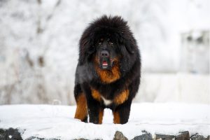 Tibetan Mastiff im Schnee