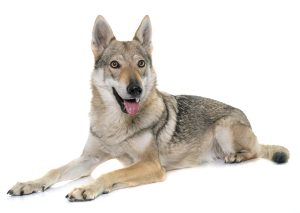 Tschechoslowakischer Wolfshund Junghund