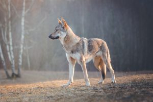 Tschechoslowakischer Wolfshund steht am Waldrand