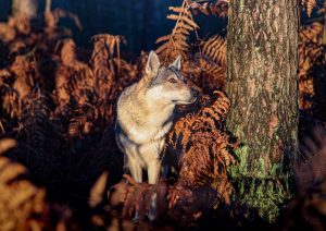 Tschechoslowakischer Wolfshund steht im Wald