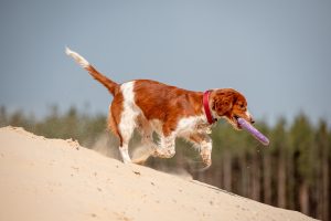 Welsh Springer Spaniel tobt im Sand