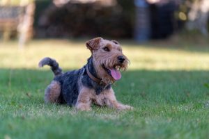 Welsh Terrier Junghund