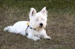 West Highland White Terrier (Westie) Hündin