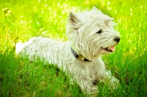 West Highland White Terrier (Westie) Hündin liegt auf der Wiese