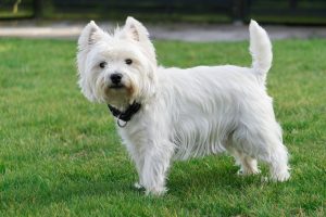 West Highland White Terrier (Westie) Rüde steht im Garten