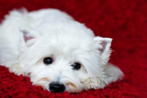 West Highland White Terrier (Westie) liegt auf dem Teppich