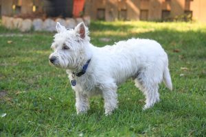 West Highland White Terrier (Westie) steht auf der Wiese