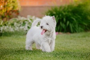 West Highland White Terrier (Westie) steht im Garten
